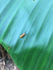 Coleoptera