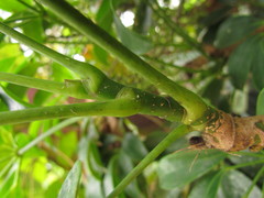 Heptapleurum arboricola