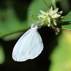 Leptosia alcesta inalcesta