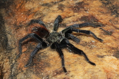 Pterinopelma sazimai