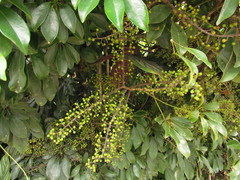 Heptapleurum arboricola