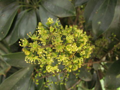 Heptapleurum arboricola