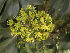 Heptapleurum arboricola