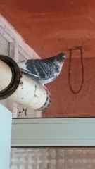 Columba livia domestica