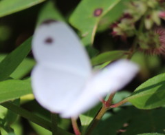 Leptosia alcesta inalcesta