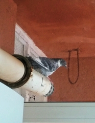 Columba livia domestica