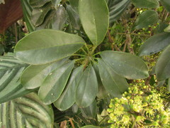 Heptapleurum arboricola