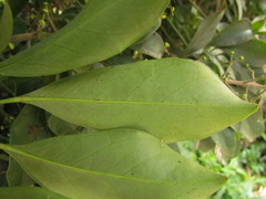 Heptapleurum arboricola