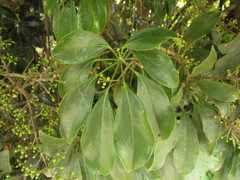 Heptapleurum arboricola