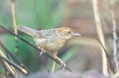 Cisticola aberrans