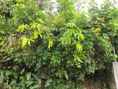 Heptapleurum arboricola