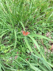 Anartia amathea