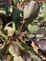 Penstemon laxiflorus