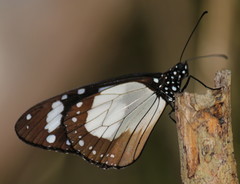 Amauris ochlea ochlea