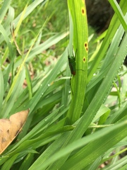 Insecta