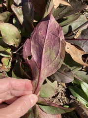 Penstemon laxiflorus