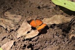 Cirrochroa thais