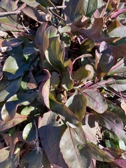 Penstemon laxiflorus