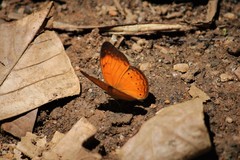 Cirrochroa thais
