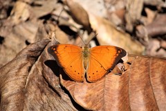 Cirrochroa thais