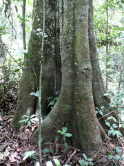 Chrysophyllum subnudum