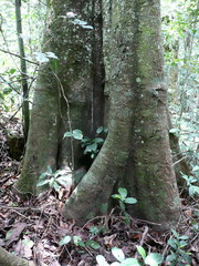 Chrysophyllum subnudum