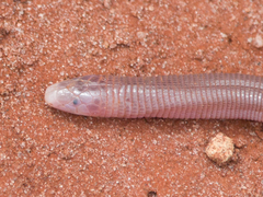 Amphisbaena roberti