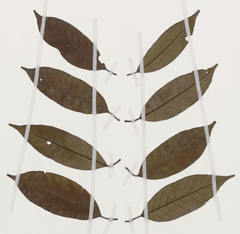 Chrysophyllum subnudum