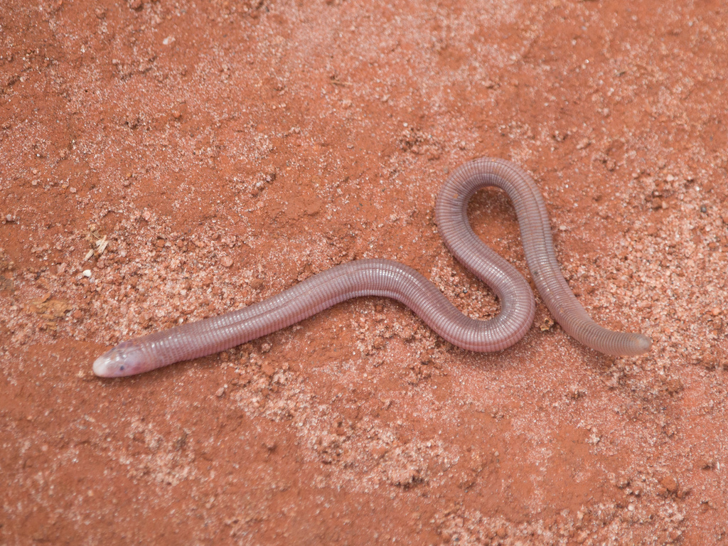 Robert's Cercolophia