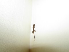 Hemidactylus platycephalus