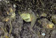 Lepadogaster lepadogaster