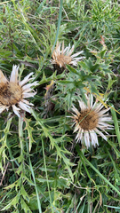 Carlina acaulis