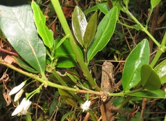 Tricalysia