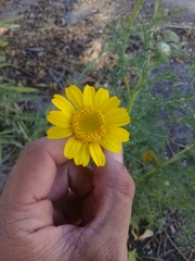 Anacyclus radiatus