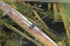 Arigomphus