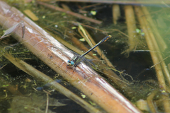 Arigomphus