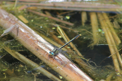 Arigomphus