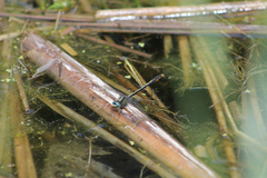 Arigomphus