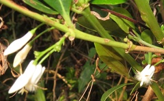 Tricalysia