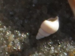 Peringia ulvae