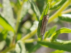 Metacrambus pallidellus