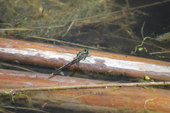 Arigomphus