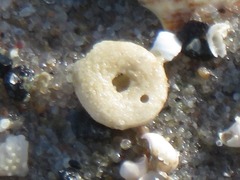 Echinocyamus pusillus