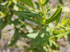 Metacrambus pallidellus