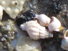 Propebela turricula