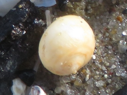 Alder's Necklace Shell, Monster, NL-ZH, NL, photo 8 of 10