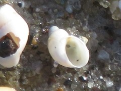 Succinella oblonga