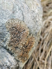 Anaptychia runcinata