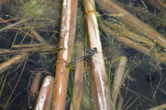 Arigomphus