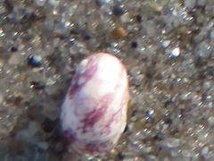 Theodoxus fluviatilis